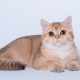 Британские золотые кошки: особенности окраса и описание породы