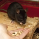 Что едят домашние крысы?