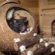 Дом для крысы: как выбрать и сделать своими руками?