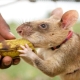 Гамбийская крыса: описание и содержание в домашних условиях