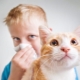 Гипоаллергенные кошки и коты: породы, особенности выбора и содержания