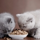 Гипоаллергенный корм для кошек и котят: особенности, виды и тонкости выбора