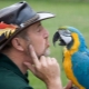 Говорящие попугаи: описание видов и советы по обучению