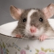 Имена для крыс: как выбрать и приучить?
