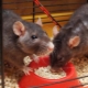 Как выбрать корм для декоративных крыс?
