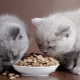 Как выбрать сухой корм премиум-класса для кошек?