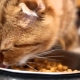Канадские корма для кошек: особенности и рейтинг производителей