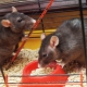 Клетки для крыс: характеристики, выбор, оснащение, уход