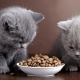 Корма для котят и кошек с чувствительным пищеварением
