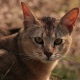 Кошки породы чаузи: описание и особенности содержания