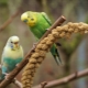 Красивые и оригинальные имена для волнистых попугаев-мальчиков