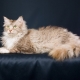 Лаперм: описание кошек, их характер и особенности содержания