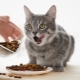 Можно ли кормить кошку только сухим кормом и как это делать?