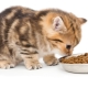 Можно ли кормить котенка только сухим кормом или только влажным?
