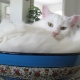 Обзор белых кошек породы турецкая ангора