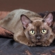 Описание пород шоколадных кошек и их содержание
