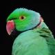 Ожереловые попугаи: виды, содержание и разведение