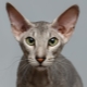 Петерболд: описание породы кошек, характер и содержание