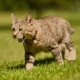 Пиксибоб: особенности породы кошек и условия их содержания