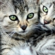 Полосатые коты: особенности, породы, выбор и уход