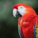 Попугай ара: виды, правила содержания и разведения
