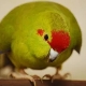 Попугай какарик: описание, виды, особенности содержания и разведения