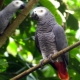 Попугай жако: описание видов, особенности содержания, правила выбора