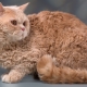 Породы кудрявых кошек и условия их содержания
