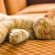 Продолжительность и особенности сна у кошки 