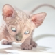 Продолжительность жизни котов породы сфинкс и способы ее продления