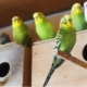 Размножение волнистых попугаев в домашних условиях