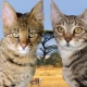 Серенгети: описание породы кошек, особенности содержания