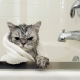 Шампунь для кошек: как выбрать и пользоваться им? 