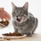 Сколько раз в день необходимо кормить кошку и от чего это зависит?