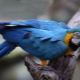 Сколько живет попугай ара и что влияет на продолжительность жизни?