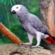Сколько живут попугаи жако?