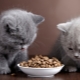 Сухие корма премиум-класса для котят