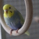 Все, что нужно знать о радужных волнистых попугаях 