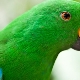 Все о зеленых попугаях 