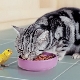 Чем кормить шотландскую прямоухую кошку?