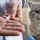 Чипирование кошек: что это такое и для чего это нужно?