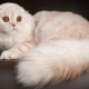 Длинношерстные шотландские кошки: разновидности и особенности содержания 