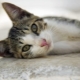 Эгейская кошка: описание породы, характер и уход