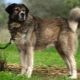 Греческие овчарки: описание породы и условия содержания собак
