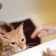 Как часто можно мыть котов и от чего это зависит?
