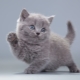 Как назвать серого котенка: список имен для котов и кошек