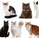 Как определить породу кошек и котов? 