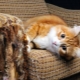 Как отучить кошку драть мебель и обои?