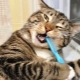 Как почистить зубы кошке в домашних условиях?
