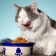 Как выбрать консервированный корм для кошек? 